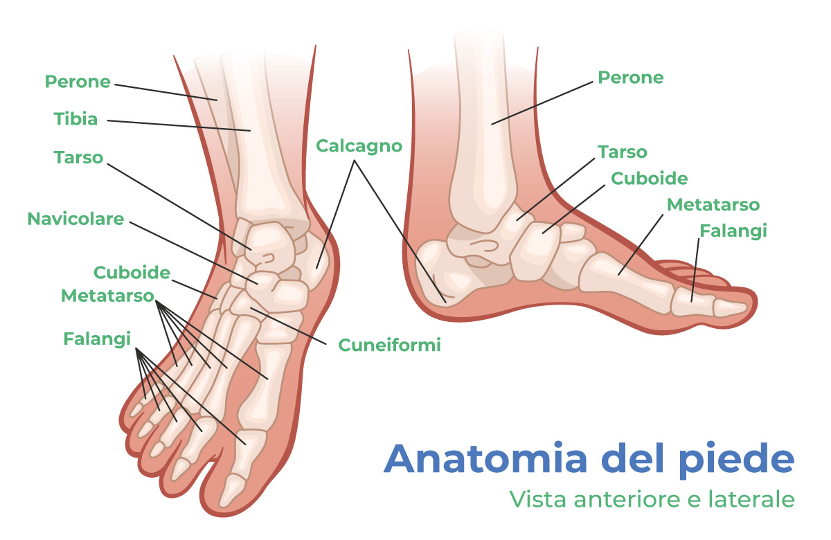 anatomia del piede