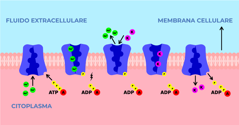 illustrazione pompa sodio-potassio